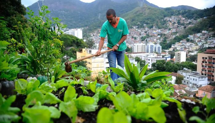 Nova lei pretende estimular a produção de alimentos nas cidades